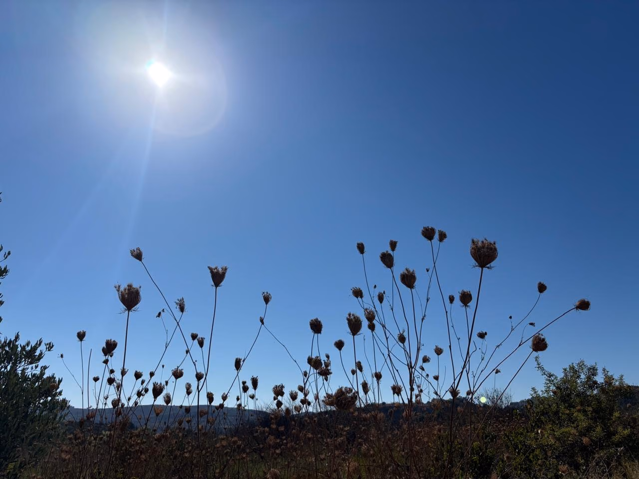 Dried wild carrot seed heads silhouetted against a deep blue sky at the side of a Cyprus road, with hills and scrub behind